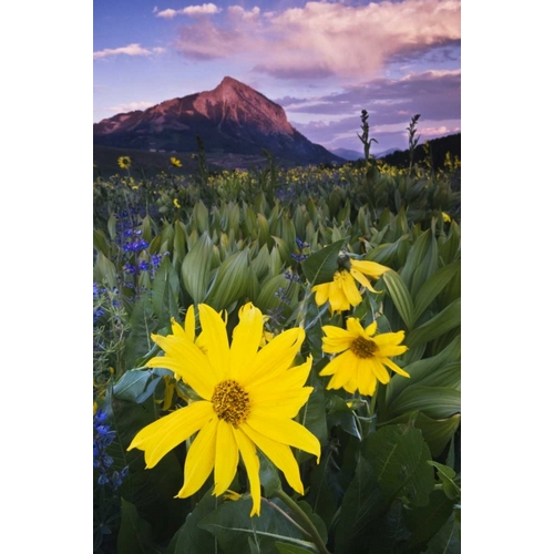 CO, Mt Crested Butte Meadow flowers at sunset